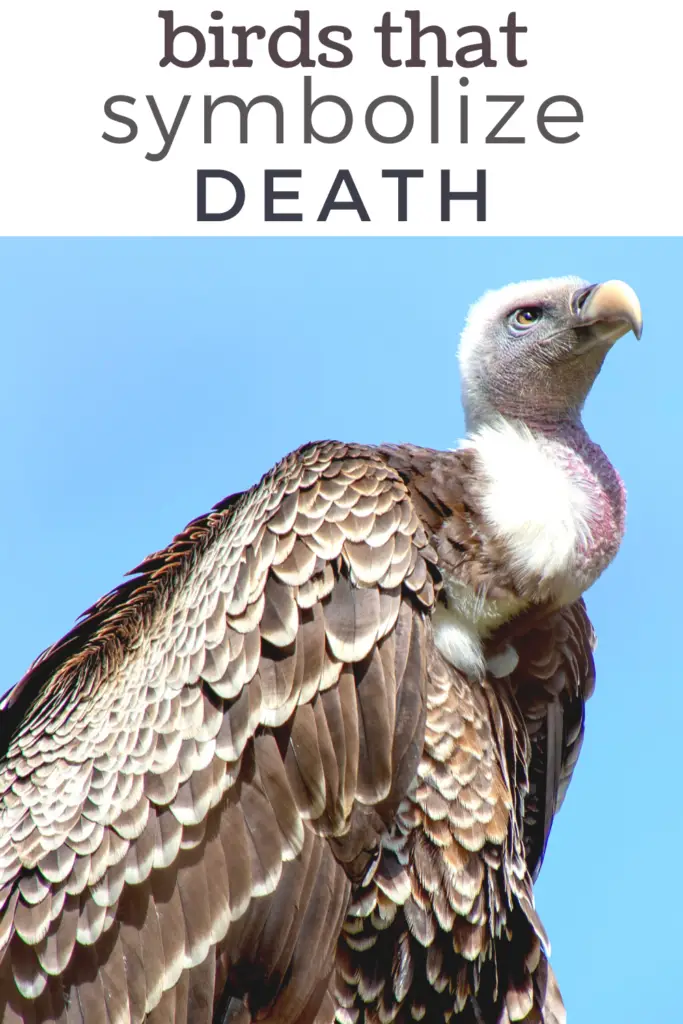 birds that symbolize death