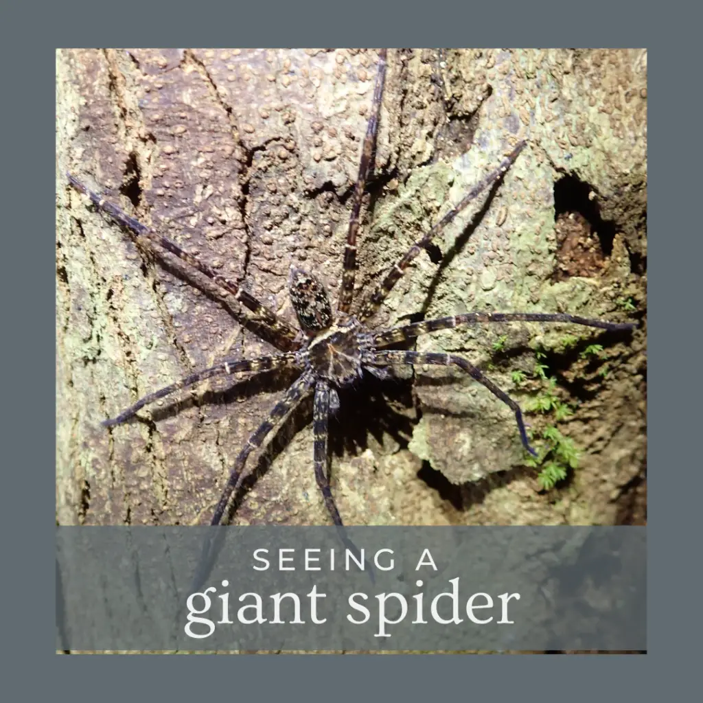 seeing a giant spider